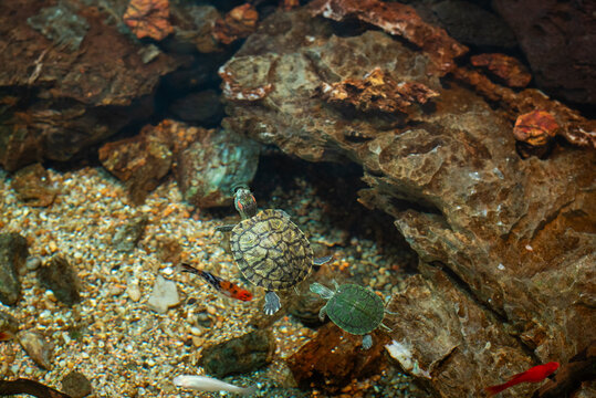 Diverse Marine life and fresh water fishes on display at the Namma Bengaluru Aquarium in Karnataka India