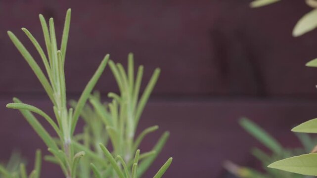 Rosemary and Lemon verbena Green Organic Herbs Growing in the Sun