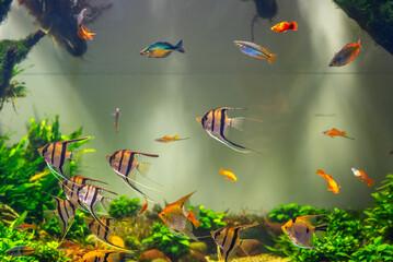 Diverse Marine life and fresh water fishes on display at the Namma Bengaluru Aquarium in Karnataka India