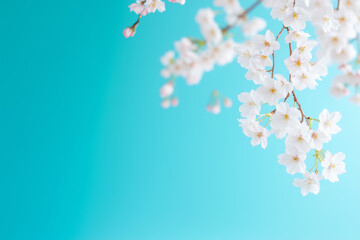 Delicate cherry blossoms bloom against a soft blue background in springtime serenity