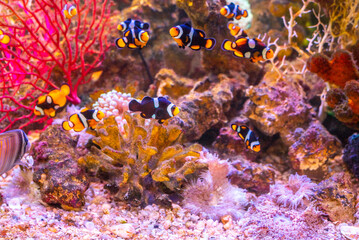 Fototapeta premium Diverse Marine life and fresh water fishes on display at the Namma Bengaluru Aquarium in Karnataka India