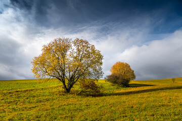 Fototapeta premium Solitary Trees in Autumn Field