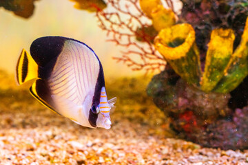 Diverse Marine life and fresh water fishes on display at the Namma Bengaluru Aquarium in Karnataka India