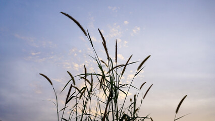 Setaria italica. Millet is a small grain that belongs to the grass family. Resilient to harsh environments, it is commonly cultivated in Asian and African countries. 