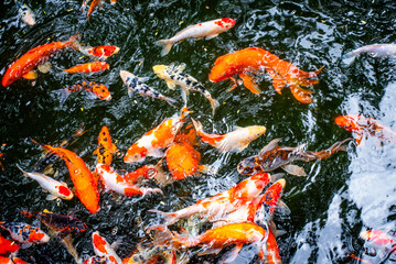 Diverse Marine life and fresh water fishes on display at the Namma Bengaluru Aquarium in Karnataka India