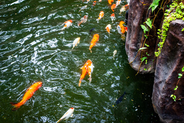 Diverse Marine life and fresh water fishes on display at the Namma Bengaluru Aquarium in Karnataka India