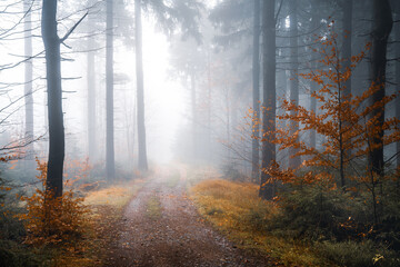 Misty forest trail with autumn foliage © alexugalek