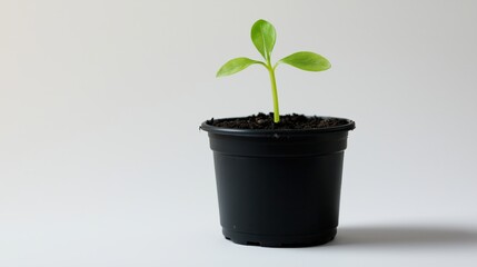 A small green plant with fresh leaves growing in black pot against a minimalist white background.