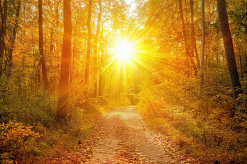 Obraz premium Sunlit autumn path through vibrant forest