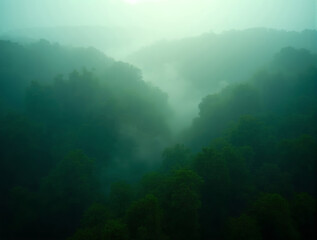 Lush green forest blanketed in dense mist, ethereal atmosphere. Treetops emerge from the fog, revealing a hidden valley. Mysterious and serene landscape bathed in soft diffused light.
