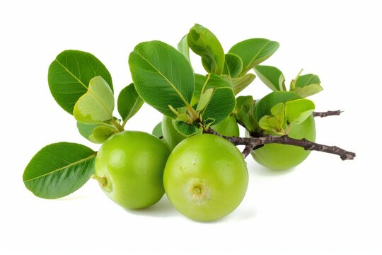 A fresh ziziphus mauritiana isolated on white