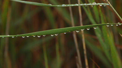después de la lluvia en el parque del delta del Ebro, la Ampolla, fondo escritorio, fondo de pantalla