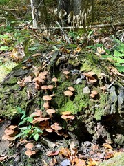 Mushrooms in the forest