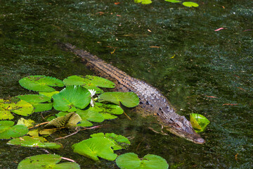 Crocodile in The Far North Queensland, Australia