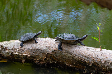 Obraz premium Freshwater turtle in Queensland, Australia