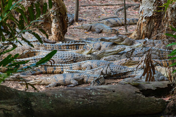 Crocodile nest in the Far North Queensland, Australia