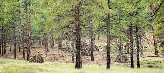 Fire Management in Forests: Burn Piles - Piles of logs and brush are set up and ready for controlled burning to manage prescribed burns and forest fires.