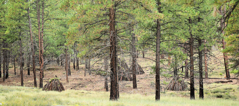 Fire Management in Forests: Burn Piles - Piles of logs and brush are set up and ready for controlled burning to manage prescribed burns and forest fires.