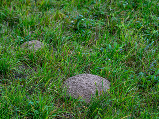 Obraz premium Wühlmaushaufen