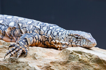 Fototapeta premium Parentie lizard in Far North Queensland, Australia