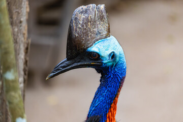 Cassowary in Far North Queensland, Australia