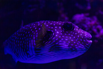 White-Spotted Pufferfish in Cairns, Australia