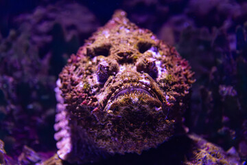 Reef Stonefish in Cairns, Australia