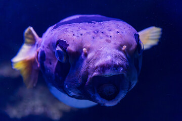 White-Spotted Pufferfish in Cairns, Australia