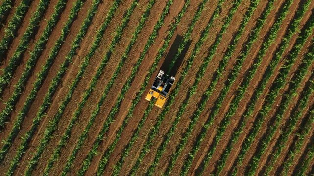 GRAPE HARVESTER, VIEWED FROM ABOVE ROTATING WHILE HARVESTING