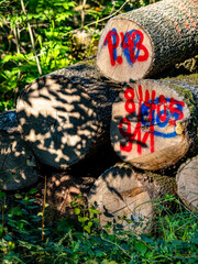Zur Fällung markierte Baumstämme im Wald
