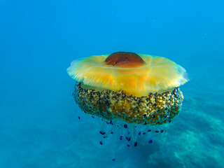 Closeup of Sea Moon Fried Egg jellyfish, jellyfish with orange body and blue tentacles is swimming in water with a blue background, jellyfish in Mediterranean Sea swimming and dancing, jelly fish.