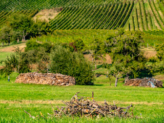 Landschaft mit Weinbergen im Sp&auml;tsommer