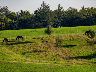 Pferde auf der Weide