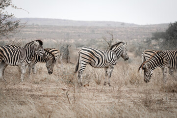 zebras in the savannah