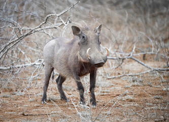 African warthog in the savanna