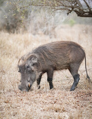 African warthog grazing in the savanna
