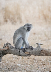 Monkey of South Africa