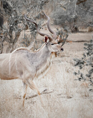 African Kudu in the savanna