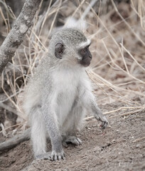 Monkey of South Africa