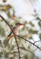 African Fisher Bird