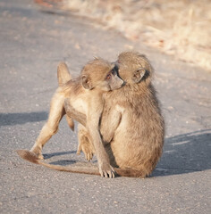 baby baboons intimacy