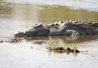African crocodile in the water