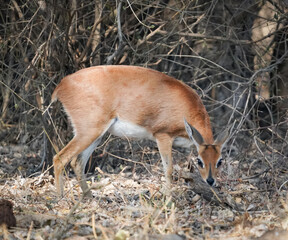 African impala grazing in the woods