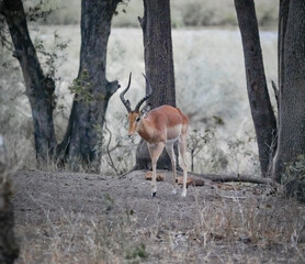 impala in African woods