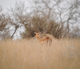 impala in the grass