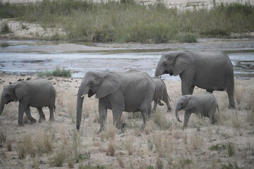 African elephants in the river