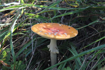 fly agaric mushroom in forest