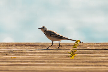 Wagtail on the lake. Bird photos.