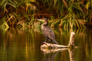 Cormorant on the lake. Photo of birds.
