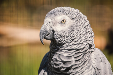 grey parrot portrait